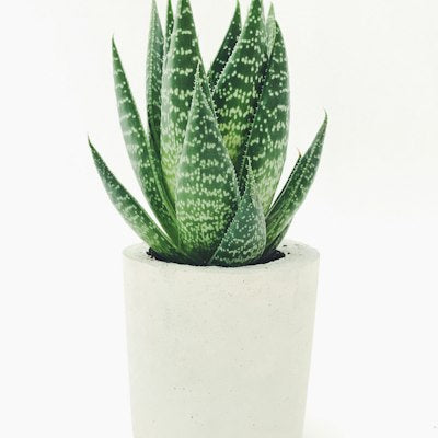 Aloe vera